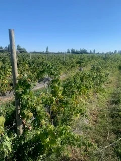Plantas de frambuesa del tratamiento sin aplicación en Agrícola Santa Ximena
