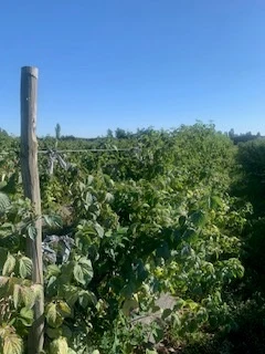 Plantas de frambuesa del tratamiento T1 con FertiStress en Agrícola Santa Ximena
